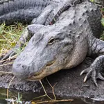 FloridaLove Airboat tours - alligator