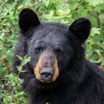 FloridaLove Airboat tours - Florida Bear