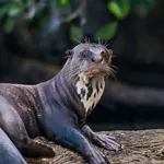 FloridaLove Airboat tours - Otter