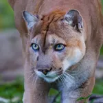 FloridaLove Airboat tours - panther