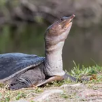 FloridaLove Airboat tours - Soft Shell Turtle